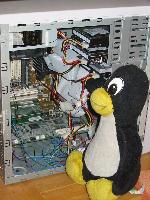 Pinguin
